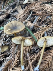 Entoloma formosum