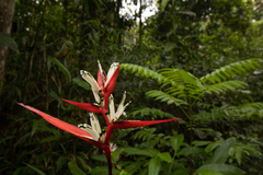 Heliconia acuminata