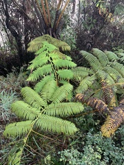 Cibotium glaucum