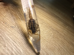 Centruroides suffusus