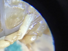 Centruroides suffusus