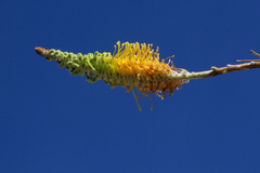 Grevillea eriostachya