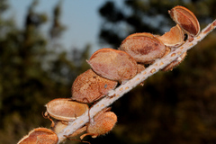 Grevillea eriostachya