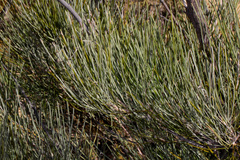 Grevillea eriostachya