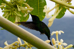 Thalurania glaucopis