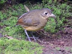 Grallaria haplonota