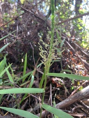 Isachne distichophylla
