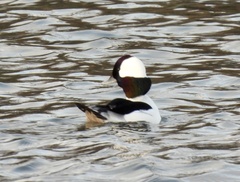 Bucephala albeola