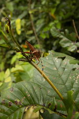 Spathophora