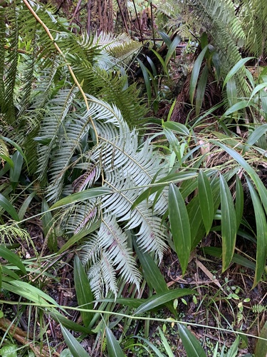 Setaria palmifolia iNat (1)