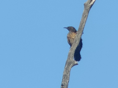 Black-tailed Treecreeper (Climacteris melanurus)