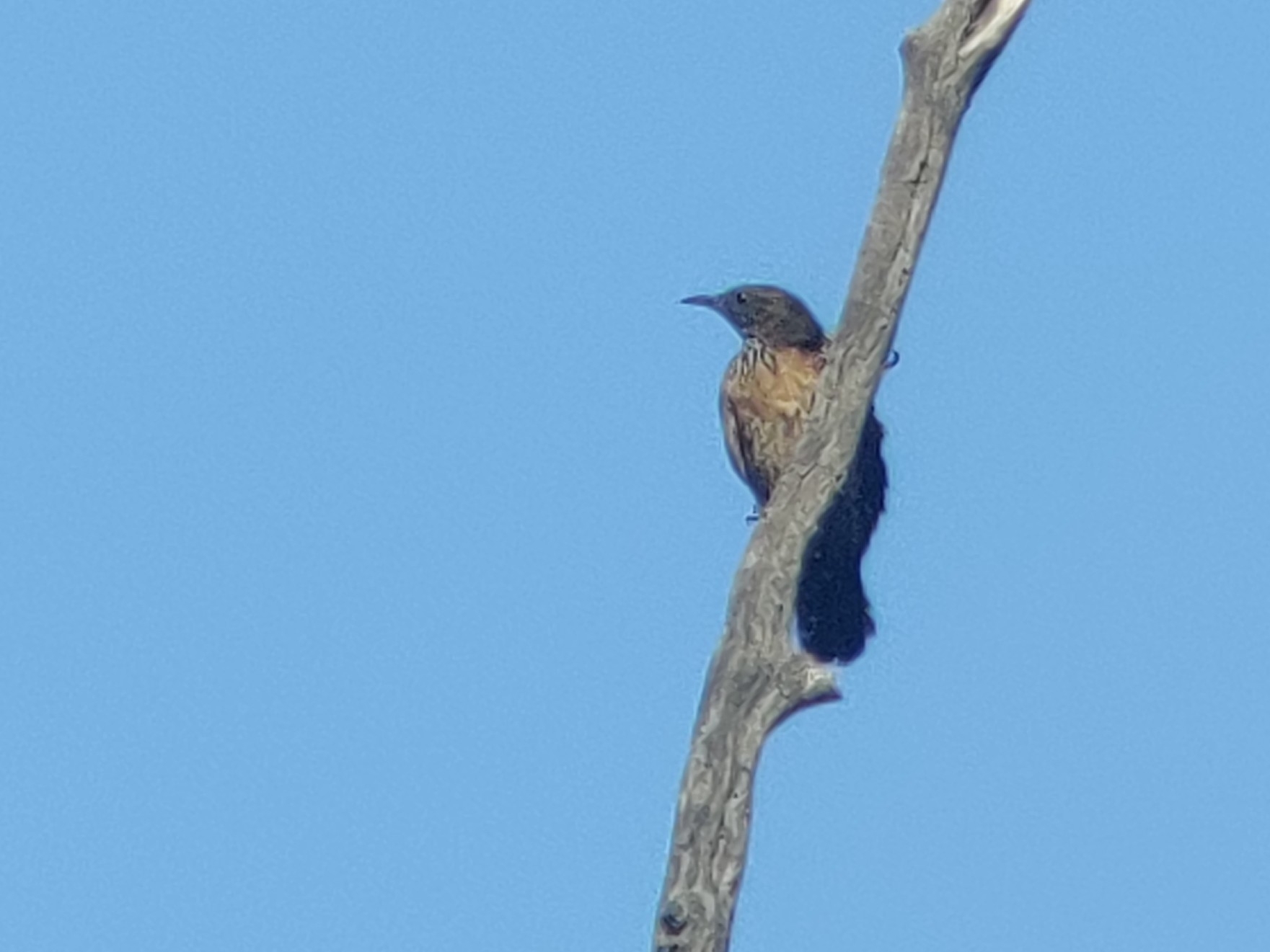 Black-tailed Treecreeper (Climacteris melanurus), photo 1