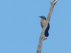 Climacteris melanurus