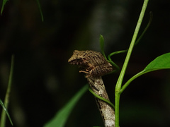 Pristimantis fenestratus