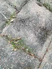 Poa imbecilla
