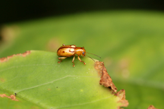 Chrysomelidae