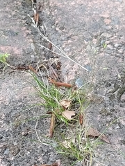 Poa imbecilla
