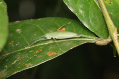Tettigoniidae