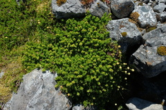 Veronica macrocalyx macrocalyx