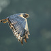 Spotted Harrier - Photo (c) Leo, some rights reserved (CC BY-NC-SA)