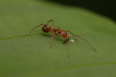 Myrmecium