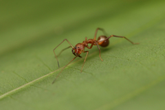 Myrmecium