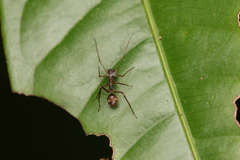 Myrmecium