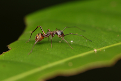 Myrmecium
