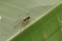 Salticidae
