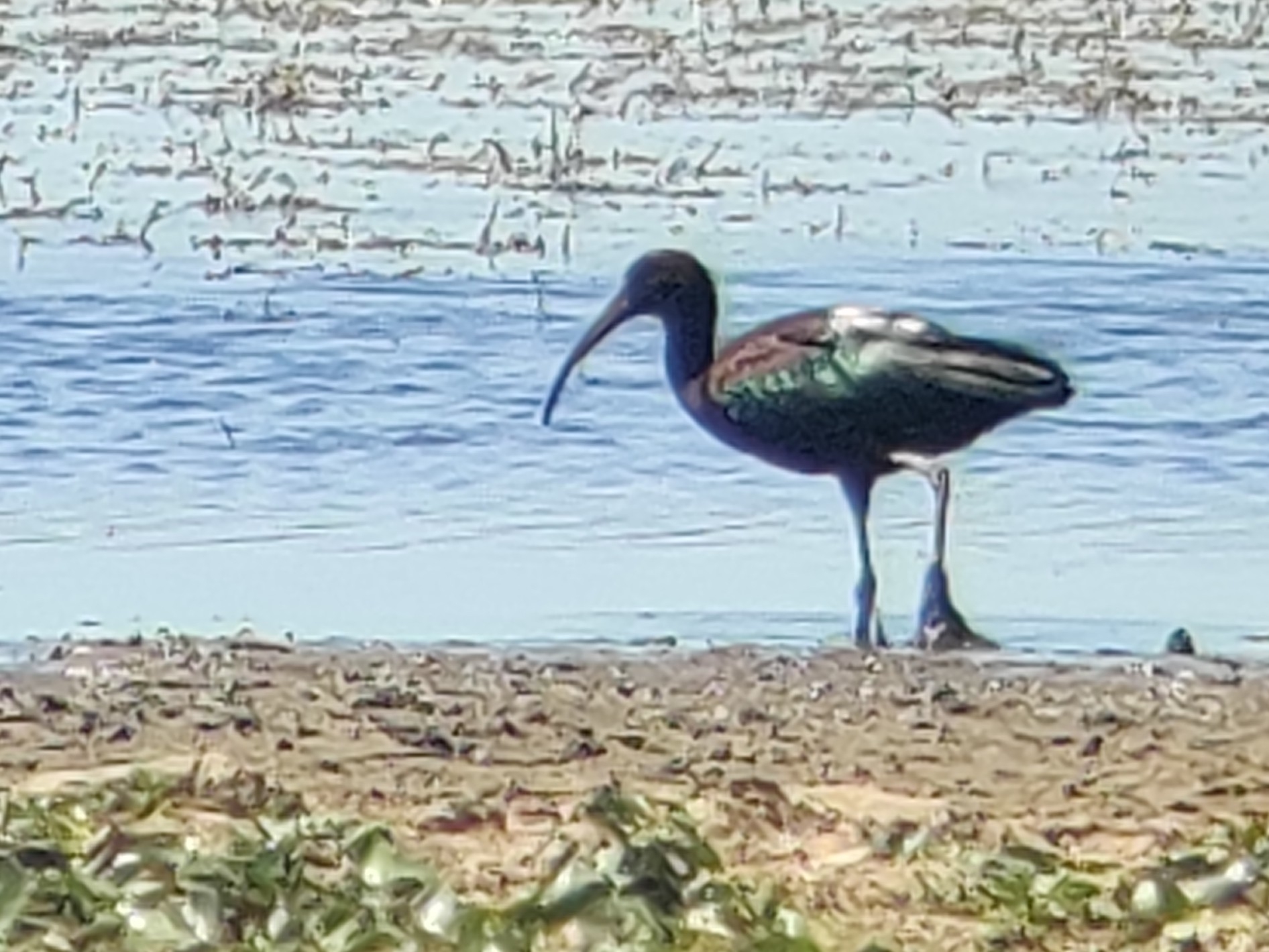 Glossy Ibis