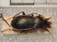 Carabus aeneolus