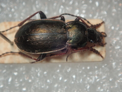 Carabus aeneolus