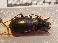 Carabus aeneolus