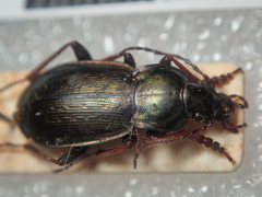 Carabus aeneolus
