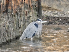 Ardea herodias