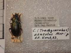 Carabus aeneolus