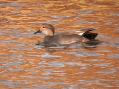 Mareca strepera