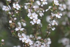 Leptospermum maxwellii