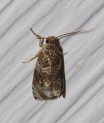 Olethreutes appendiceum