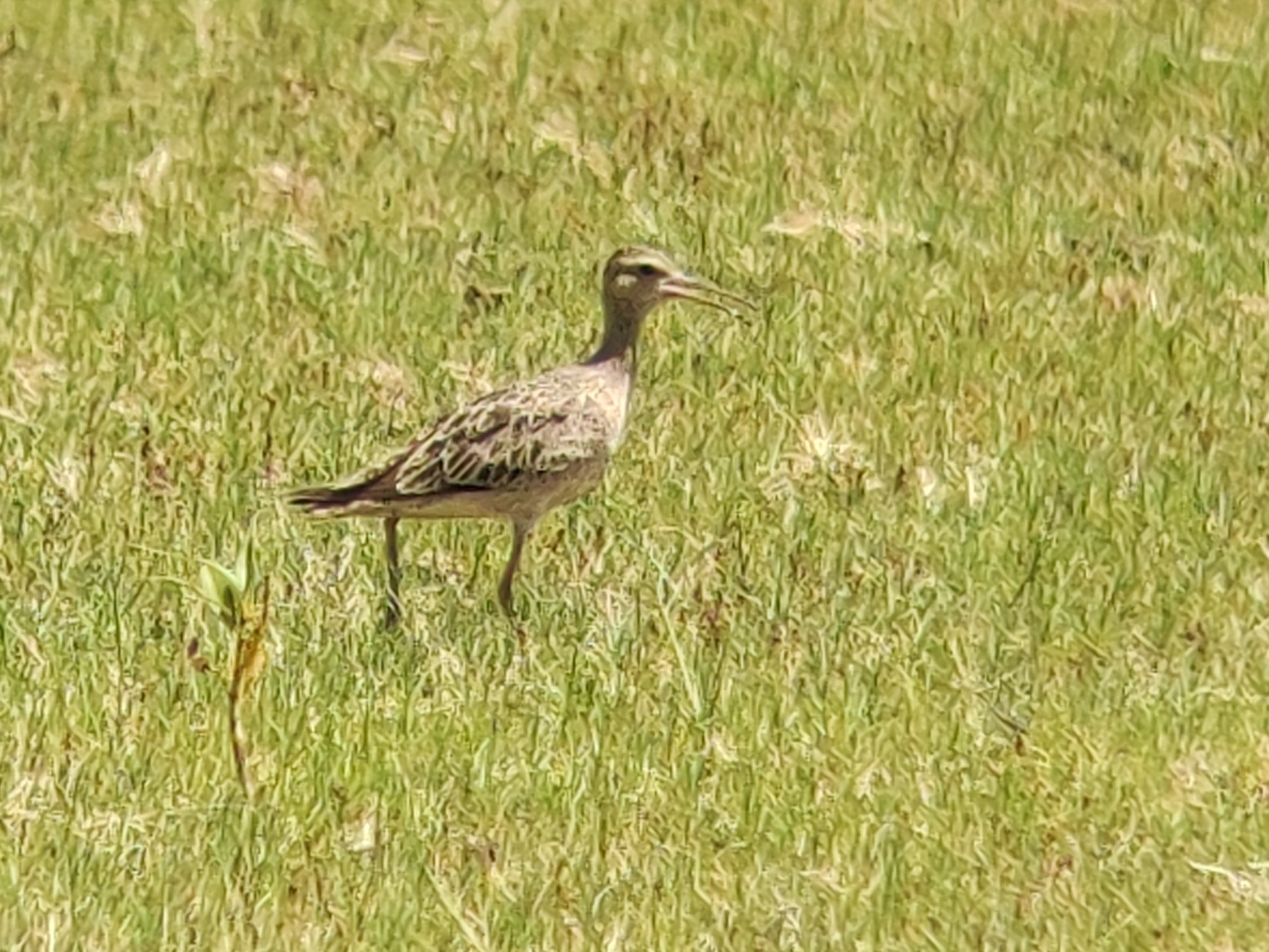 Little Curlew
