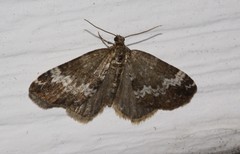 Perizoma alchemillata