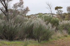 Leptospermum maxwellii