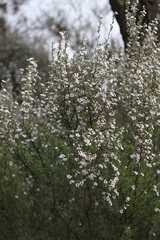 Leptospermum maxwellii