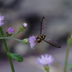 Allobaccha amphithoe