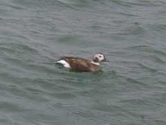 Clangula hyemalis image