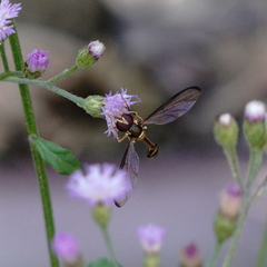 Allobaccha amphithoe