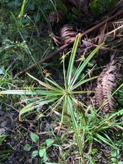 Cyperus meyenianus