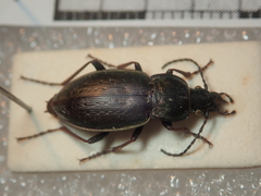 Carabus aeneolus