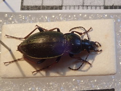 Carabus aeneolus