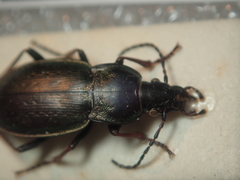 Carabus aeneolus